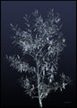 Schwarze Olive | Plakatbrett