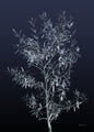 Schwarze Olive | POSTER