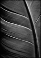 Schwarze Feder | POSTERBAND