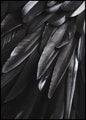 Schwarzflügel | Plakatbrett