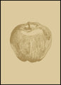 Botanica-4 | POSTERBAND