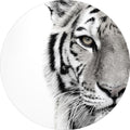 Weißer Tiger | CIRCLE ART