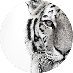 Weißer Tiger | CIRCLE ART