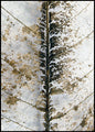 Nahaufnahme | POSTERBAND