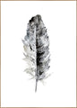 Kuschelige Feder 1 | POSTERBAND