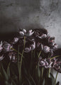 Dunkle Tulpen | POSTER