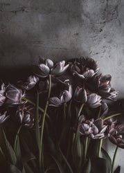 Dunkle Tulpen | POSTER