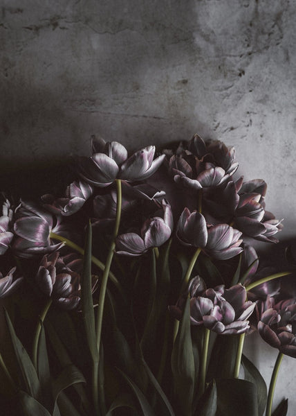 Dunkle Tulpen | POSTER