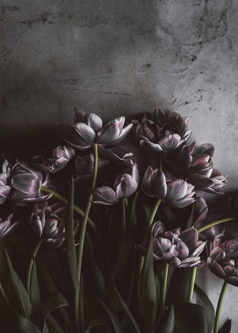 Dunkle Tulpen | POSTER