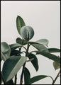 Ecologique | POSTERBAND