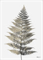 Fern eins | POSTER
