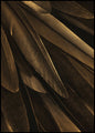 Goldflügel | POSTERBAND