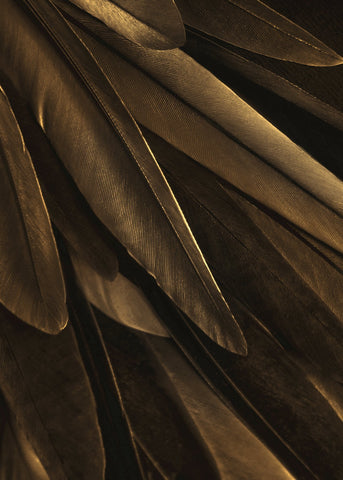 Goldflügel | POSTER