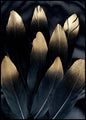 Goldene Feder | Plakatbrett