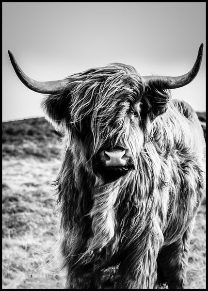 Highlander | Plakatbrett