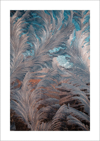 Eisblume 2 | POSTER