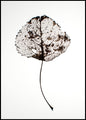 Blatt rustikal | POSTERBAND