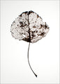 Blatt rustikal | POSTER