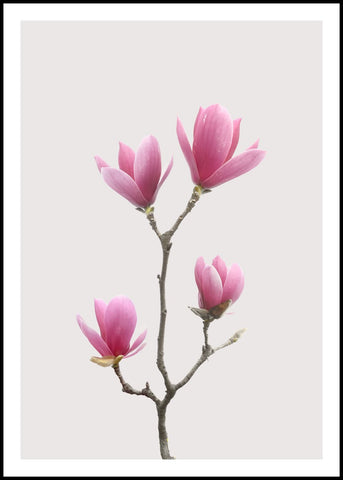 Magnolia 1 | Plakatbrett