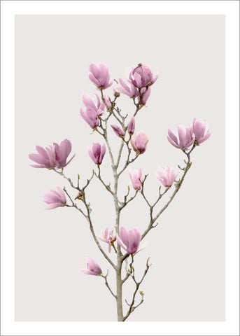 Magnolie 2 | POSTER