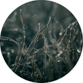 Mellow Gräser 5 | CIRCLE ART