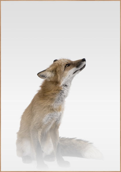 Nebliger Fuchs | Plakatbrett