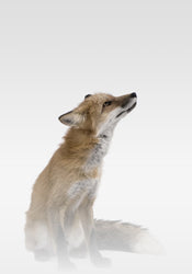 Nebliger Fuchs | POSTER