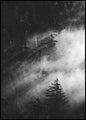 Misty Pine Woods | Plakatbrett