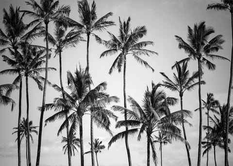 Palmenhimmel | POSTER