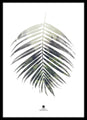 Palmblatt | POSTER