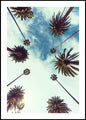 Palm Sky 2 | Plakatbrett