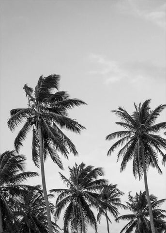Palmen in Grau | POSTER
