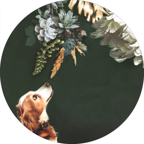 Haustier Couture 1 | CIRCLE ART