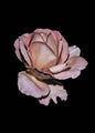 Rosa Rose | POSTER