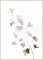 Rosa Frühling | POSTERBAND