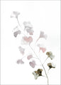 Rosa Frühling | POSTER