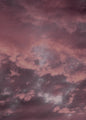 Rosa Himmel | POSTER