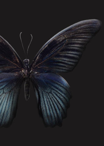 Schwarzer Schmetterling | POSTER