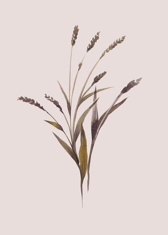 Weizen | POSTER