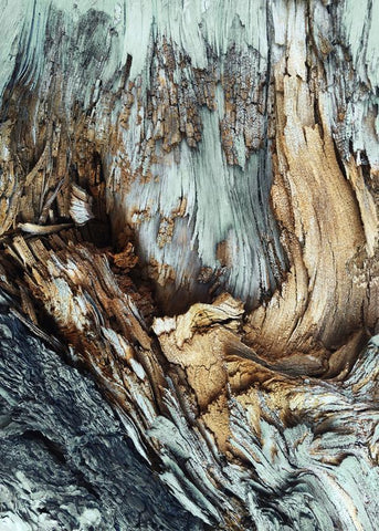 Holz | POSTER