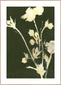 Reine Natur 6 | Plakatbrett