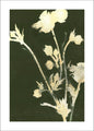 Natur pur 6 | POSTER