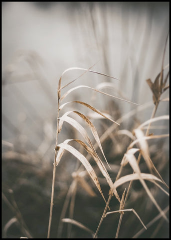 Reed 2 | Plakatbrett