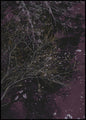 Fluss des Weins | POSTERBAND