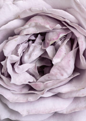Rosenherz | POSTER | POSTER