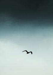 Möwenblau | POSTER