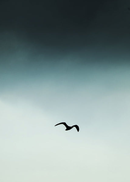 Möwenblau | POSTER