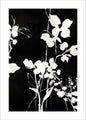 Silhouette Blätter 1 | POSTER