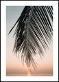 Sonnenuntergang verlässt | POSTERBAND
