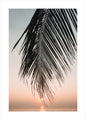 Sonnenuntergangsblätter | POSTER